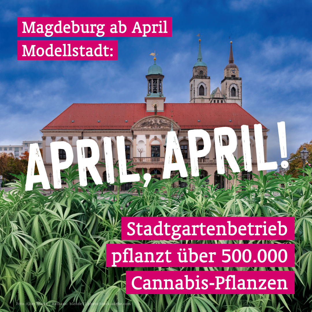 Update: April, April /  Magdeburg ist Modellstadt: Stadtgartenbetrieb pflanzt über 500.000 Cannabis-Pflanzen
